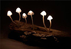 软装创意 木头上的发光蘑菇灯